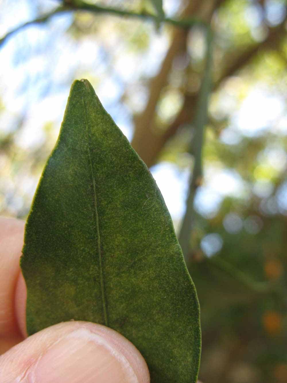              Margin (Winter Haven, FL)       